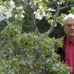 Domenico Cacopardo, coração de Messina. Hoje o escritor e ex-magistrado completa 90 anos