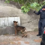 Blitz dos Carabinieri em Pentone: barragem de sanções e apreensões. O nariz do cachorro “Manco” encontra drogas em hidrômetros VÍDEO