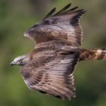 Que espetáculo o Estreito de Messina: uma rodovia no céu para 57 mil aves migratórias FOTO