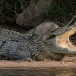 Restos humanos no estômago de um crocodilo na África do Sul, talvez seja um homem desaparecido: “Também foram encontrados seis sapatos incompatíveis”