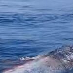 Cachalote de 15 metros à deriva no mar da ilha de Salina
