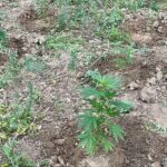 Posse ilegal de armas e produção de drogas, prisão e denúncia na área de Vibonese