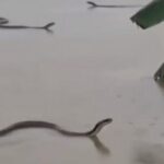 China, cobras venenosas escaparam na enchente: milhares foram capturadas