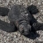 Valdina, show em Fondachello: ovos de Caretta caretta eclodem na praia