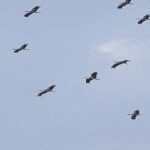 «A Ponte é uma ameaça para milhares de aves que migram através do Estreito»