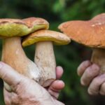Enterrado em um caixão de cogumelo: é assim que funciona a nova tendência ecológica em funerais testada na Austrália