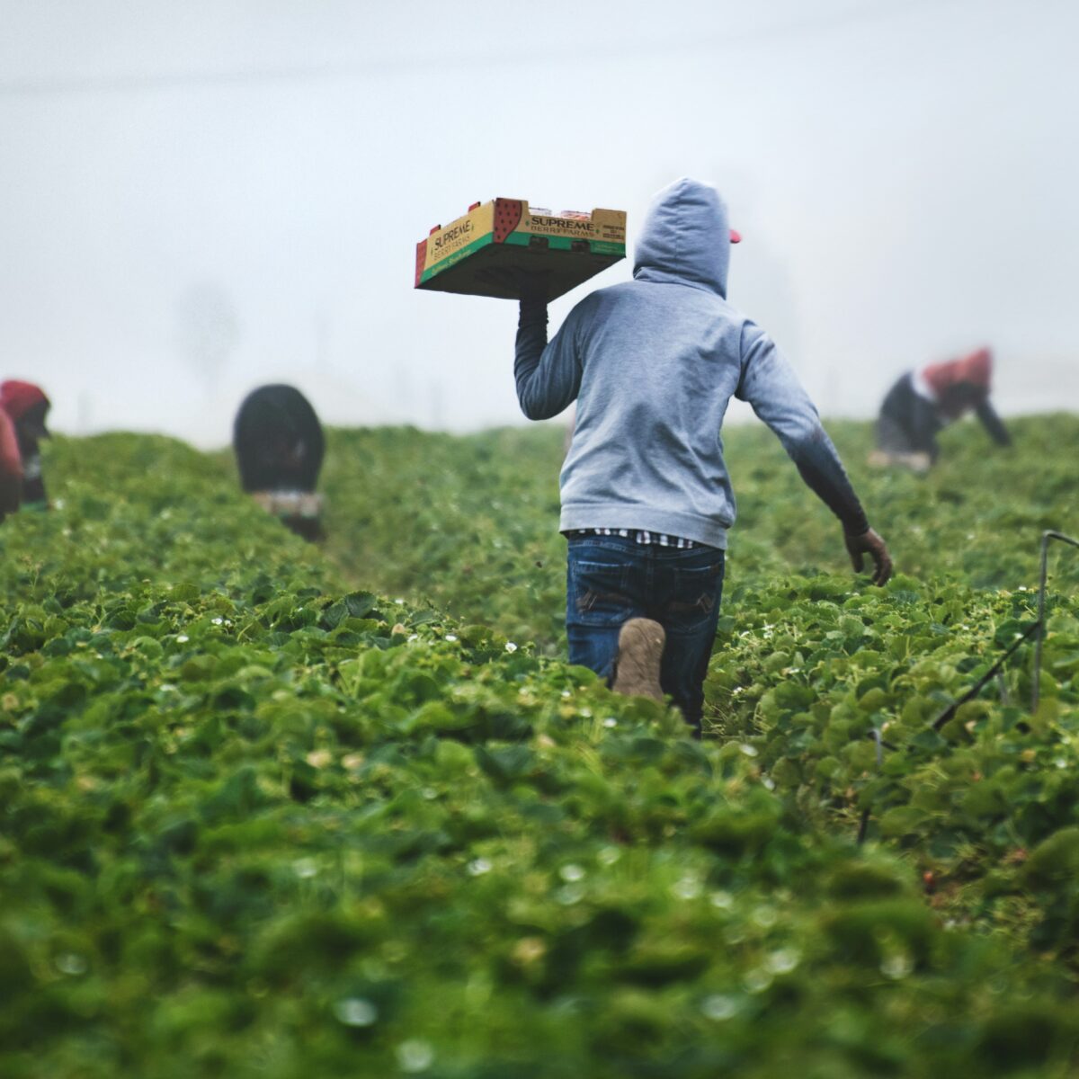 trabalhadores, gangmastering, agricultura