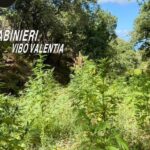 Joppolo e Nardodipace, operação antidrogas dos Carabinieri: mais de 80 plantas de cannabis apreendidas e dois relatórios FOTO