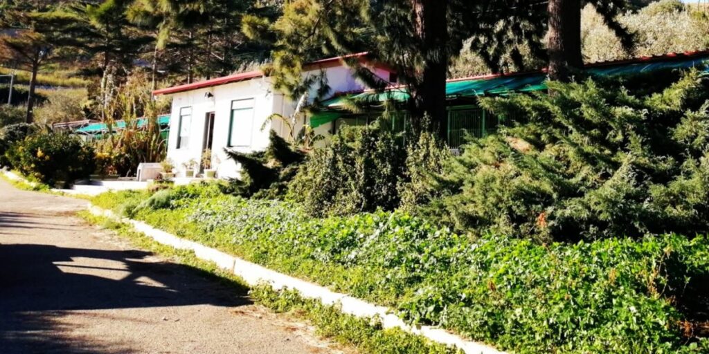 Messina, depois de 10 anos fecha o abrigo que acolhia cães e gatos