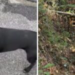 Messina, foge durante a tempestade e vai parar na SS 114: cachorro de 11 anos salvo