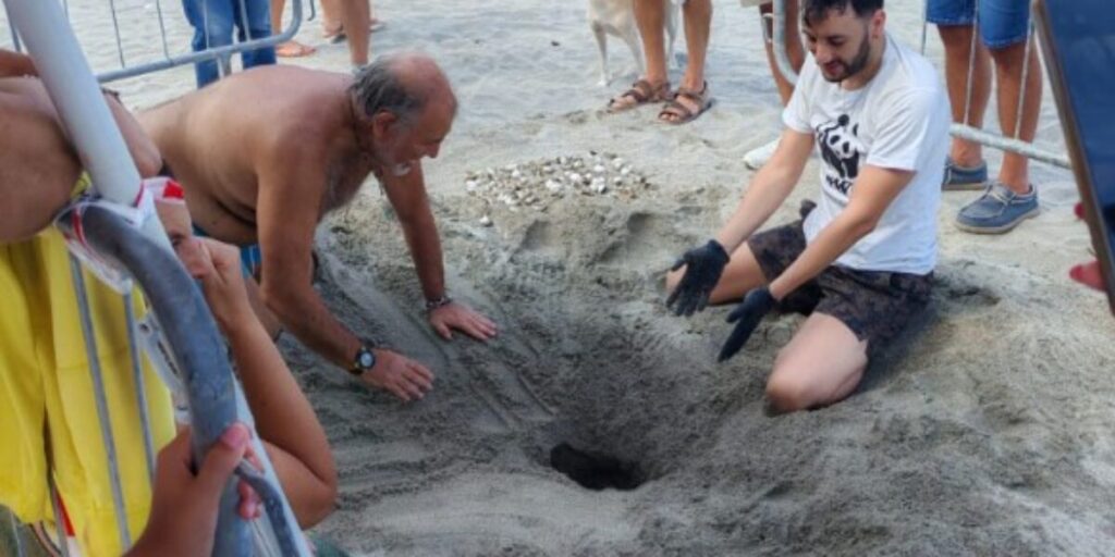 Torregrotta, as tartaruguinhas arriscam a vida: algumas atropeladas