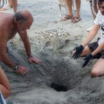 Torregrotta, as tartaruguinhas arriscam a vida: algumas atropeladas