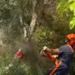 Xylella na Calábria, erradicação de plantas na área infectada em andamento