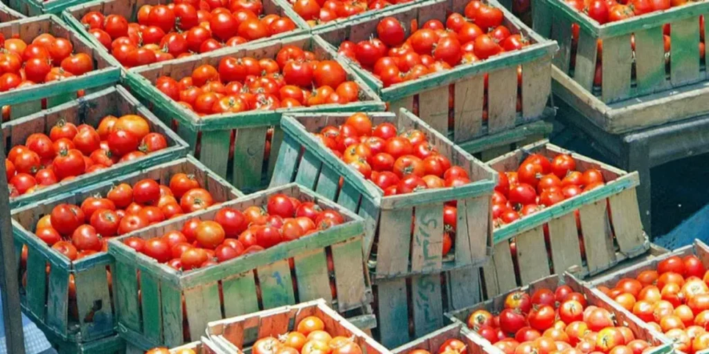 Bloqueios de caminhões, alarme na planície de Gioia Tauro: «Frutas e legumes em risco de despolpamento, um ano inteiro em jogo»