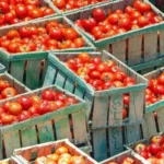 Bloqueios de caminhões, alarme na planície de Gioia Tauro: «Frutas e legumes em risco de despolpamento, um ano inteiro em jogo»
