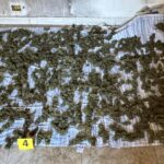 Ele escondeu mais de 8 quilos de maconha em uma casa, prisão em Sinopoli