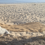 Ilha Capo Rizzuto, Posidonia torna-se recurso para as dunas: o projeto nas praias de Sovereto e Saraceno