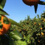 Na Calábria, as mercadorias voltam a circular, mas os danos são visíveis nos campos